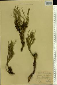 Caroxylon laricinum (Pall.) Tzvelev, Восточная Европа, Ростовская область (E12a) (Россия)