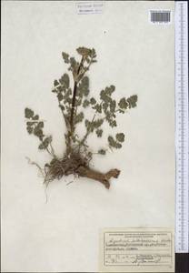 Жабрица зеравшанская (Schischk.) Pimenov & Sdobnina, Средняя Азия и Казахстан, Памир и Памиро-Алай (M2) (Таджикистан)