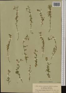 Medicago prostrata Jacq., Западная Европа (EUR) (Чехия)
