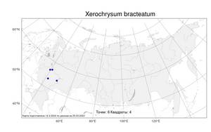 Xerochrysum bracteatum, Бессмертник прицветниковый (Vent.) Tzvelev, Атлас флоры России (FLORUS) (Россия)