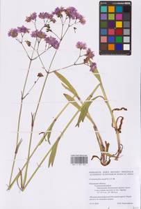 Горицвет кукушкин, кукушкин цвет (L.) Greuter & Burdet, Восточная Европа, Центральный район (E4) (Россия)