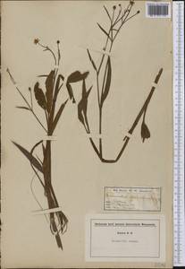 Ranunculus alismifolius Geyer ex Benth., Америка (AMER) (США)