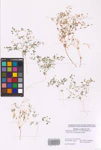 Hypertelis cerviana (L.) Thulin, Восточная Европа, Восточный район (E10) (Россия)