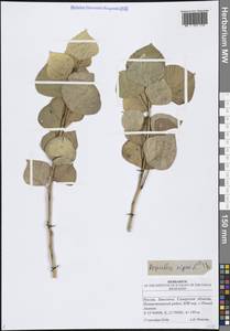 Тополь черный, Осокорь L., Восточная Европа, Средневолжский район (E8) (Россия)