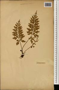 Asplenium aethiopicum subsp. aethiopicum, Зарубежная Азия (ASIA) (Неизвестно)