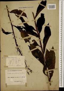 Lactuca prenanthoides (M. Bieb.), Кавказ, Черноморское побережье (от Новороссийска до Адлера) (K3) (Россия)