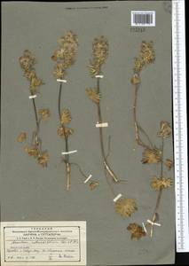 Борец круглолистный Kar. & Kir., Средняя Азия и Казахстан, Северный и Центральный Тянь-Шань (M4) (Казахстан)