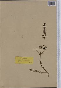 Euphorbia apios L., Западная Европа (EUR) (Греция)