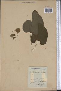 Aristolochia macrophylla Lam., Америка (AMER) (Неизвестно)