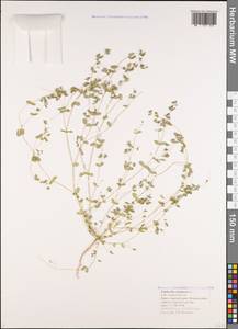 Молочай мелкосмоковник L., Кавказ, Черноморское побережье (от Новороссийска до Адлера) (K3) (Россия)