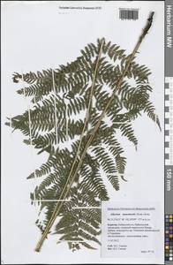 Кочедыжник Мономаха (Kom.) Kom., Сибирь, Прибайкалье и Забайкалье (S4) (Россия)