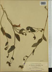 Hieracium verbascifolium subsp. menthifolium (Arv.-Touv.) Murr & Zahn, Западная Европа (EUR) (Франция)