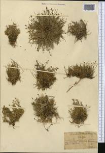 Минуарция весенняя, Средняя Азия и Казахстан, Северный и Центральный Тянь-Шань (M4) (Казахстан)