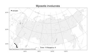 Myosotis involucrata Steven, Атлас флоры России (FLORUS) (Россия)