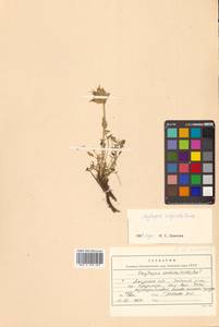 Остролодочник Майделя Trautv., Сибирь, Дальний Восток (S6) (Россия)