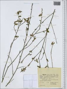 Malvaceae, Африка (AFR) (Эфиопия)