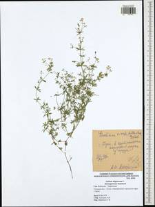 Подмаренник топяной L., Восточная Европа, Центральный район (E4) (Россия)