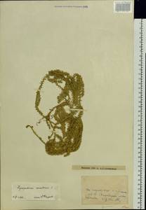 Spinulum annotinum subsp. annotinum, Восточная Европа, Западно-Украинский район (E13) (Украина)