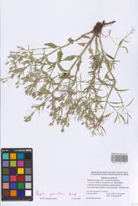 Nepeta ucranica subsp. parviflora (M.Bieb.) M.Masclans, Восточная Европа, Восточный район (E10) (Россия)