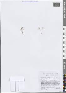 Радиола льновидная Roth, Западная Европа (EUR) (Испания)