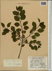 Жестер слабительный, Крушина слабительная L., Крым (KRYM) (Россия)