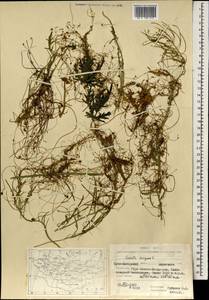 Повилика европейская L., Монголия (MONG) (Монголия)