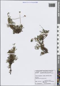 Дриада воьмилепестковая, Сибирь, Центральная Сибирь (S3) (Россия)