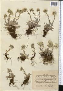 Leontopodium leontopodinum (DC.) Hand.-Mazz., Средняя Азия и Казахстан, Западный Тянь-Шань и Каратау (M3) (Узбекистан)