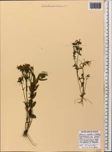 Centaurium pulchellum subsp. pulchellum, Кавказ, Черноморское побережье (от Новороссийска до Адлера) (K3) (Россия)
