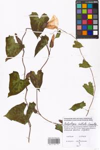 Calystegia sepium subsp. americana (Sims) Brummitt, Восточная Европа, Московская область и Москва (E4a) (Россия)