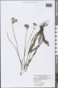 Pilosella erythrochrista (Nägeli & Peter) S. Bräut. & Greuter, Восточная Европа, Средневолжский район (E8) (Россия)
