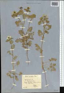 Горицвет весенний, Адонис весенний L., Средняя Азия и Казахстан, Копетдаг, Бадхыз, Малый и Большой Балхан (M1) (Туркмения)