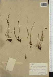 Кисличник двустолбиковый (L.) Hill, Западная Европа (EUR) (Шпицберген и Ян-Майен)