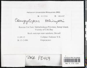 Campylopus schimperi Milde, Гербарий мохообразных, Мхи - Дальний Восток (без Чукотки и Камчатки) (B20) (Россия)