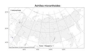 Achillea micranthoides, Тысячелистник подовый Klokov, Атлас флоры России (FLORUS) (Россия)