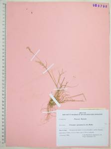 Koeleria spicata (L.) Barberá, Quintanar, Soreng & P.M.Peterson, Сибирь, Дальний Восток (S6) (Россия)