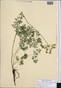 Pteroselinum austriacum (Jacq.) Rchb., Западная Европа (EUR) (Словения)