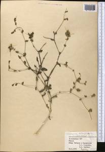 Centaurea bruguiereana subsp. belangeriana (DC.) Bornm., Средняя Азия и Казахстан, Копетдаг, Бадхыз, Малый и Большой Балхан (M1) (Туркмения)