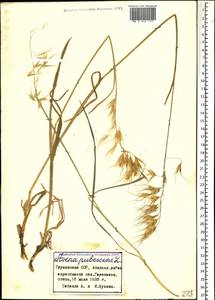 Avenula pubescens (Huds.) Dumort., Кавказ, Грузия (K4) (Грузия)