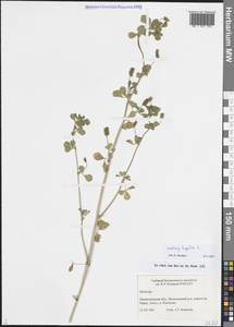 Люцерна хмелевидная L., Восточная Европа, Северо-Западный район (E2) (Россия)