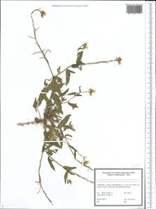 Brassicaceae, Средняя Азия и Казахстан, Памир и Памиро-Алай (M2) (Узбекистан)