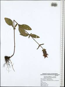 Черноголовка крупноцветковая (L.) Scholler, Восточная Европа, Центральный район (E4) (Россия)