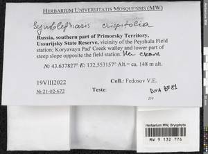 Symblepharis crispifolia (Mitt.) Fedosov, M. Stech & Ignatov, Гербарий мохообразных, Мхи - Дальний Восток (без Чукотки и Камчатки) (B20) (Россия)