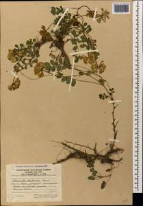 Coronilla orientalis subsp. balansae (Boiss.) Zernov, Кавказ, Южная Осетия (K4b) (Южная Осетия)