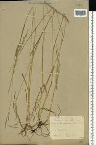 Lolium pratense (Huds.) Darbysh., Восточная Европа, Ростовская область (E12a) (Россия)