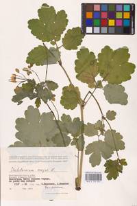 Чистотел большой L., Восточная Европа, Нижневолжский район (E9) (Россия)