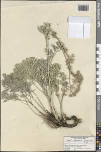 Seseli resinosum Freyn & Sint., Зарубежная Азия (ASIA) (Турция)