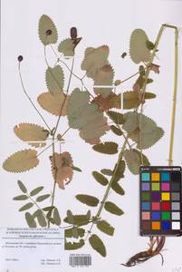 Кровохлебка лекарственная L., Восточная Европа, Московская область и Москва (E4a) (Россия)