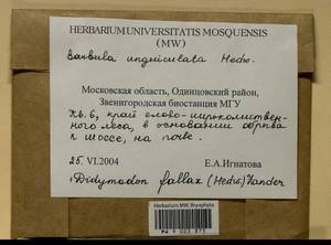 Geheebia fallax (Hedw.) R.H. Zander, Гербарий мохообразных, Мхи - Москва и Московская область (B6a) (Россия)