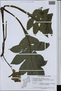 Бодяк огородный (L.) Scop., Восточная Европа, Северо-Западный район (E2) (Россия)